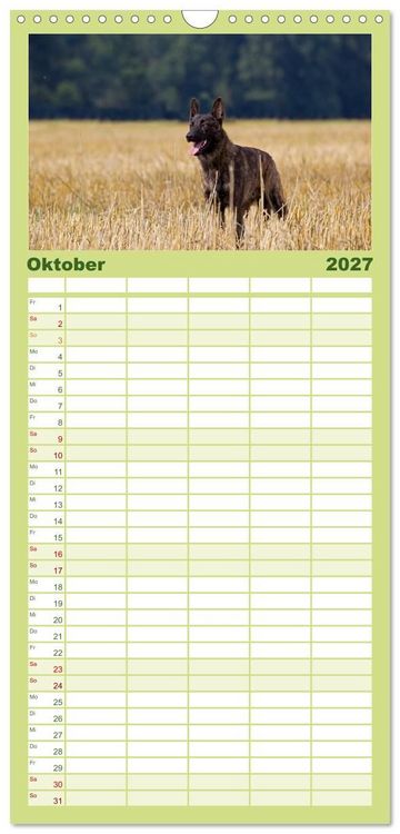 Produktbild: Familienplaner 2027 - ausdrucksvolle Holl&auml;ndische Sch&auml;ferhunde mit 5 Spalten (Wandkalender, 21 x 45 cm) CALVENDO