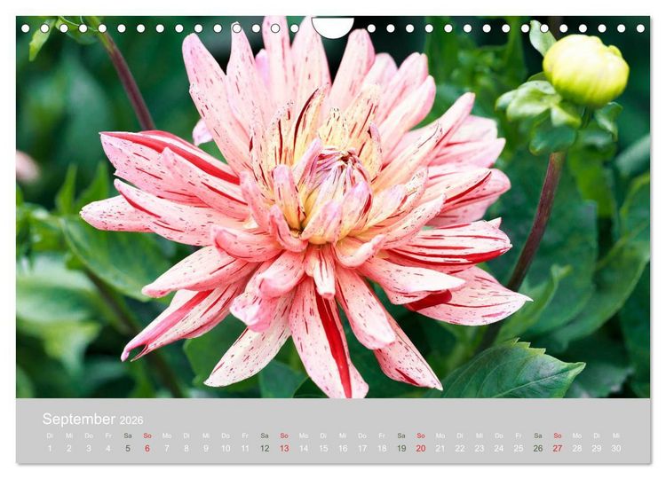 Produktbild: Dahlien - Prachtvolle Bl&uuml;ten des Sp&auml;tsommers (Wandkalender 2026 DIN A4 quer), CALVENDO Monatskalender