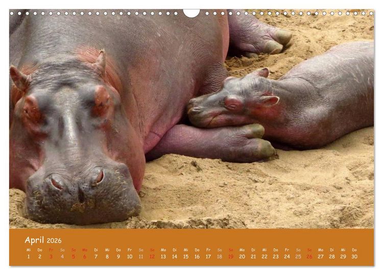 Produktbild: Auge in Auge mit den Tieren Afrikas (Wandkalender 2026 DIN A3 quer), CALVENDO Monatskalender