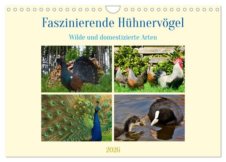 Produktbild: Faszinierende H&uuml;hnerv&ouml;gel (Wandkalender 2026 DIN A4 quer), CALVENDO Monatskalender
