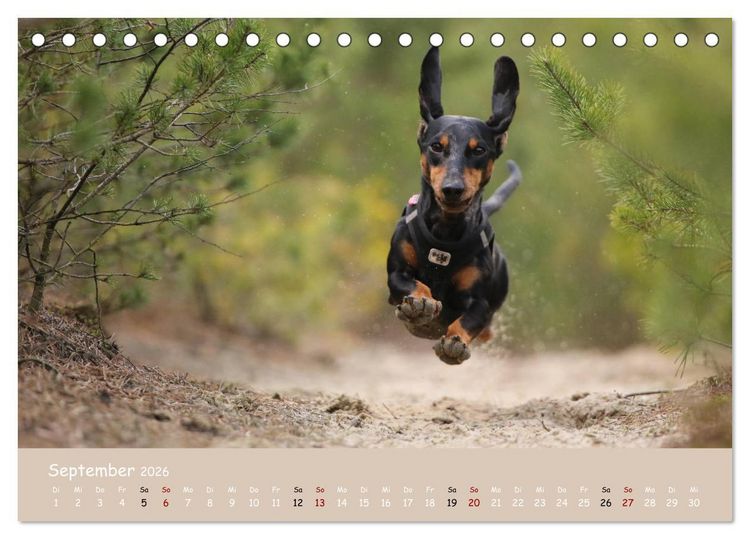 Produktbild: Dackel - lustige Gesellen auf kurzen Beinchen (Tischkalender 2026 DIN A5 quer), CALVENDO Monatskalender