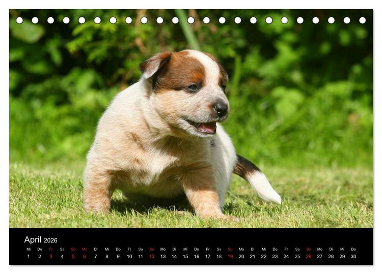 Produktbild: Australian Cattle Dog Welpen (Tischkalender 2026 DIN A5 quer), CALVENDO Monatskalender