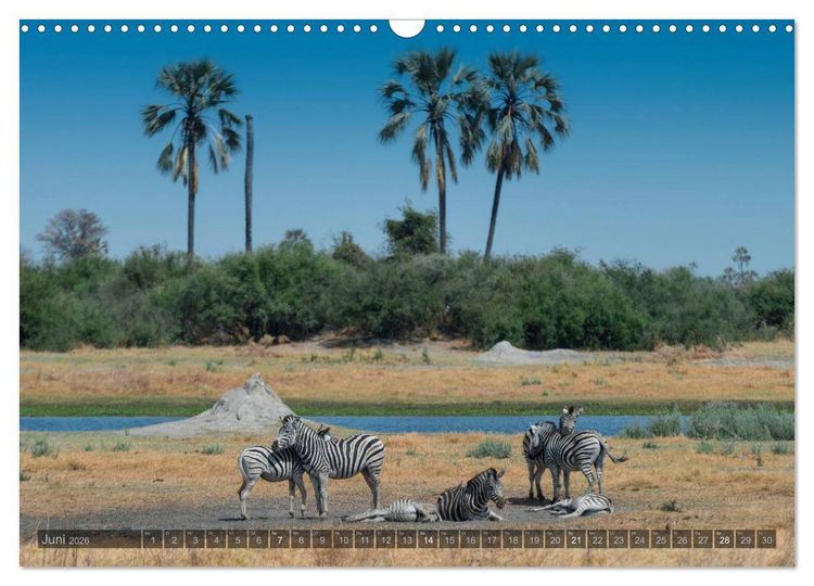 Produktbild: Botswana &ndash; Landschaft und Tierwelt (Wandkalender 2026 DIN A3 quer), CALVENDO Monatskalender
