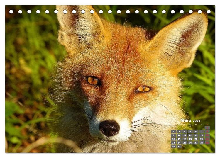Produktbild: Familie Fuchs hautnah in Berlin (Tischkalender 2026 DIN A5 quer), CALVENDO Monatskalender