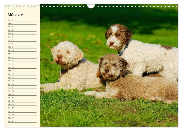 Produktbild: Lagotto Romagnolo - Italienischer Tr&uuml;ffelhund (Wandkalender 2026 DIN A3 quer), CALVENDO Monatskalender