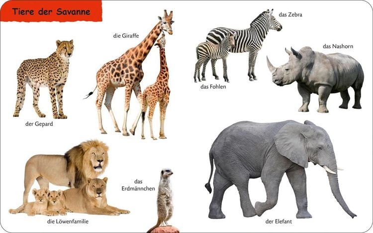 Produktbild: Duden 12+: Kennst du das? Die Tiere