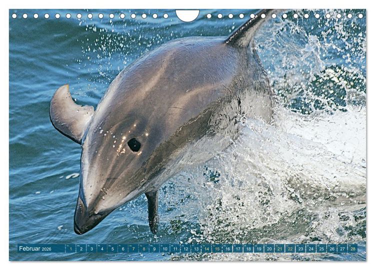 Produktbild: Delfine: Elegante Wellenreiter (Wandkalender 2026 DIN A4 quer), CALVENDO Monatskalender