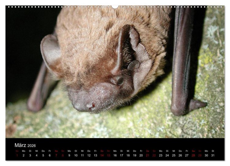 Produktbild: Flederm&auml;use - J&auml;ger der Nacht (hochwertiger Premium Wandkalender 2026 DIN A2 quer), Kunstdruck in Hochglanz