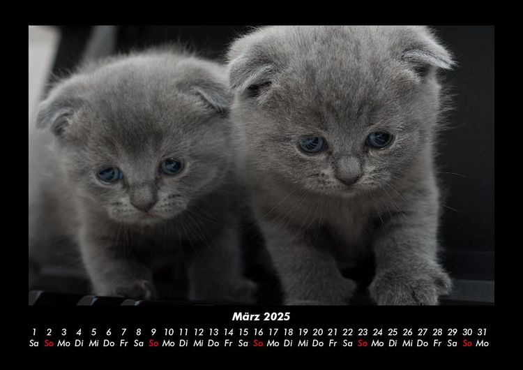 Produktbild: F&uuml;r Katzenfreunde 2025 Fotokalender DIN A3