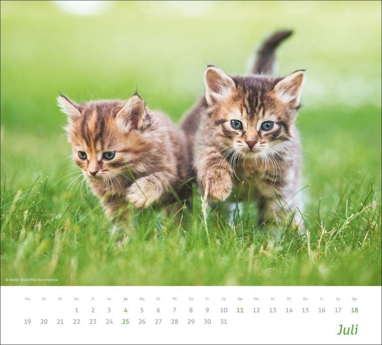 Produktbild: times&more Katzen Bildkalender 2027