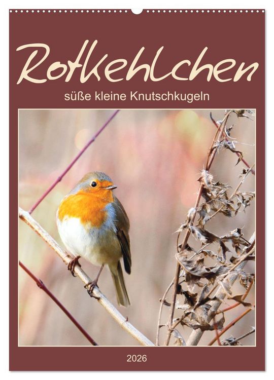 Produktbild: Rotkehlchen, s&uuml;&szlig;e kleine Knutschkugeln (Wandkalender 2026 DIN A2 hoch), CALVENDO Monatskalender