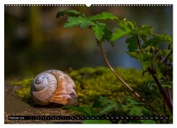 Produktbild: Salamander und Co. (hochwertiger Premium Wandkalender 2026 DIN A2 quer), Kunstdruck in Hochglanz