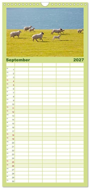 Produktbild: Familienplaner 2027 - Schafe - Weich und wollig mit 5 Spalten (Wandkalender, 21 x 45 cm) CALVENDO