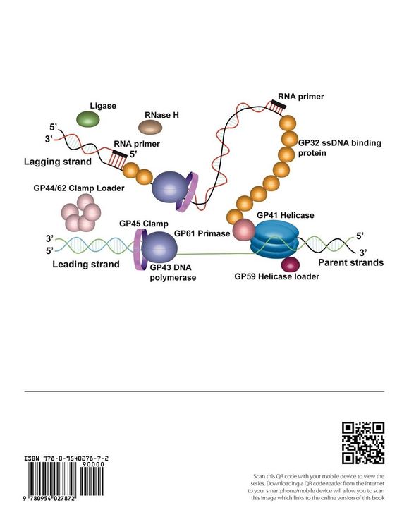Produktbild: Bacteriophage T4 and its relatives. A series of critical reviews
