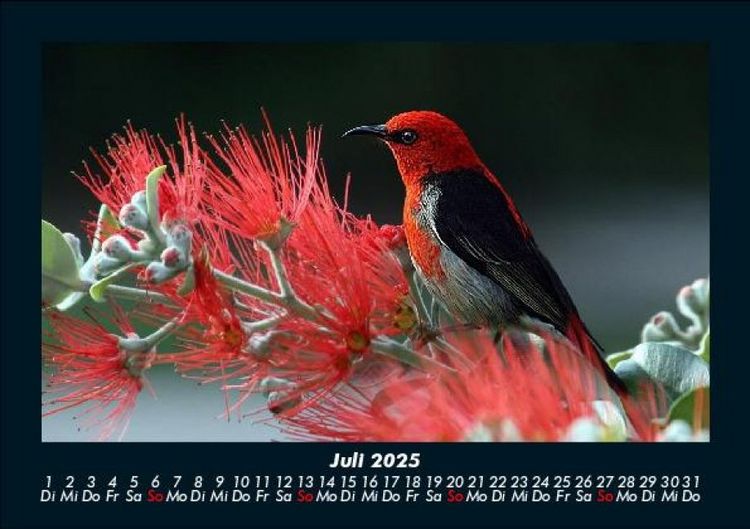 Produktbild: Vogelparadies 2025 Fotokalender DIN A5