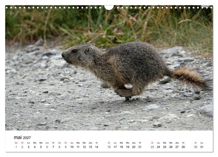Produktbild: Le monde des marmottes en Haute Maurienne (Calendrier mural 2027 DIN A3 vertical), CALVENDO calendrier mensuel