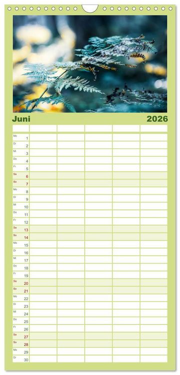 Produktbild: Familienplaner 2026 - Farne vom Licht umtanzt mit 5 Spalten (Wandkalender, 21 x 45 cm) CALVENDO