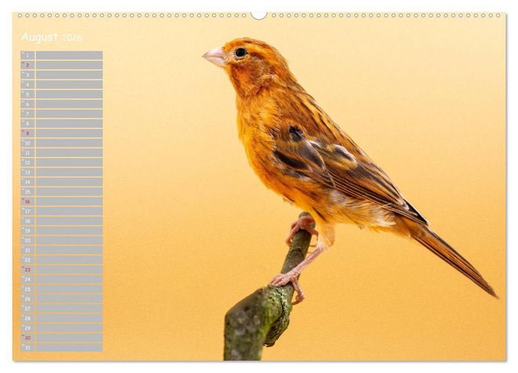 Produktbild: Kanarienv&ouml;gel - Bunte Welt (hochwertiger Premium Wandkalender 2026 DIN A2 quer), Kunstdruck in Hochglanz