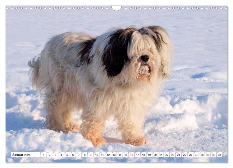 Produktbild: Tibet-Terrier - Eine Hunderasse mit Charakter (Wandkalender 2027 DIN A3 quer), CALVENDO Monatskalender