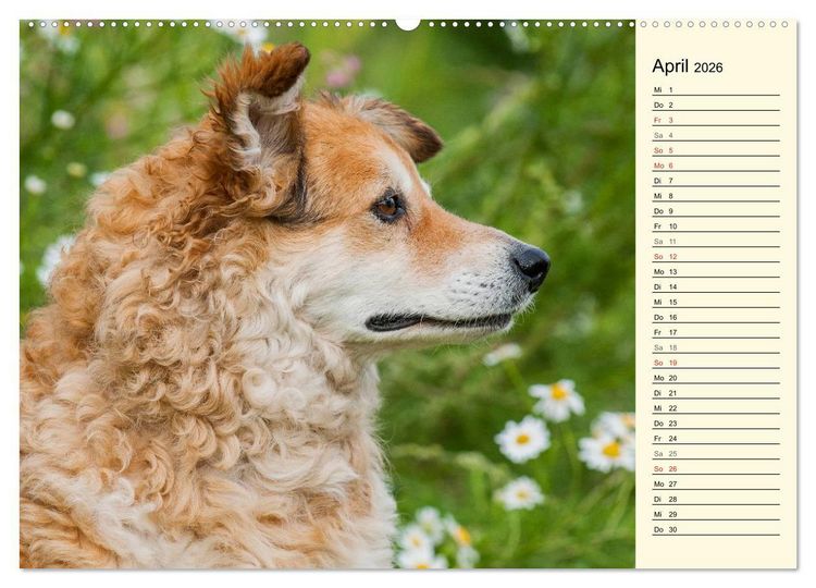 Produktbild: Altdeutsche H&uuml;tehunde - Fast vergessen (hochwertiger Premium Wandkalender 2026 DIN A2 quer), Kunstdruck in Hochglanz