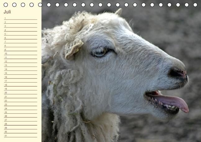 Produktbild: Der wollige Geburtstagskalender (Tischkalender immerw&auml;hrend DIN A5 quer)