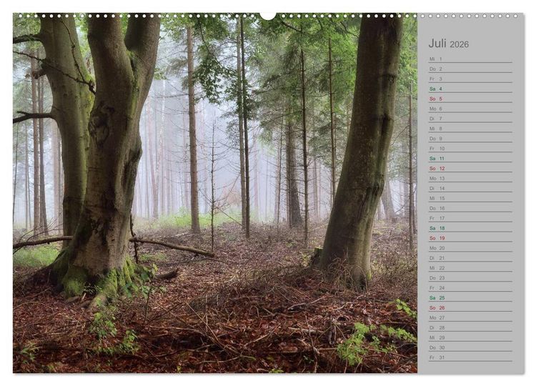Produktbild: Planungskalender M&auml;rchenwald 2026 (hochwertiger Premium Wandkalender 2026 DIN A2 quer), Kunstdruck in Hochglanz