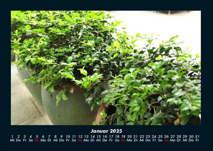 Produktbild: Pflanzen und Bl&uuml;ten 2025 Fotokalender DIN A4