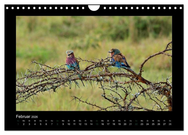 Produktbild: Wilde Tiere Afrikas (Wandkalender 2026 DIN A4 quer), CALVENDO Monatskalender