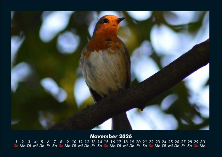 Produktbild: V&ouml;gel 2026 Fotokalender DIN A4