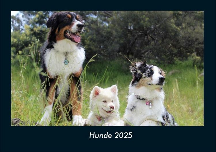 Produktbild: Hunde 2025 Fotokalender DIN A4