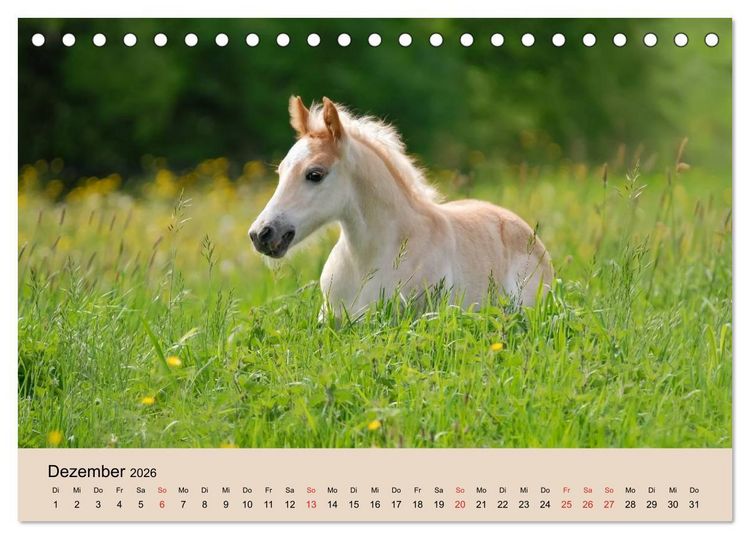 Produktbild: Haflinger Fohlen (Tischkalender 2026 DIN A5 quer), CALVENDO Monatskalender