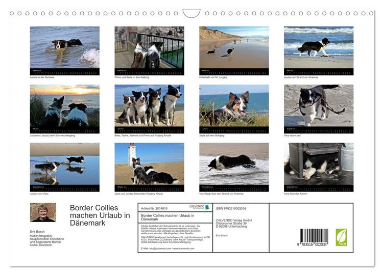Produktbild: Border Collies machen Urlaub in D&auml;nemark (Wandkalender 2026 DIN A3 quer), CALVENDO Monatskalender