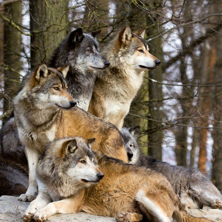 Produktbild: W&ouml;lfe / Wolves 2027