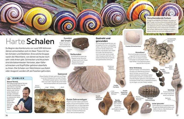 Produktbild: Memo Wissen. Fossilien
