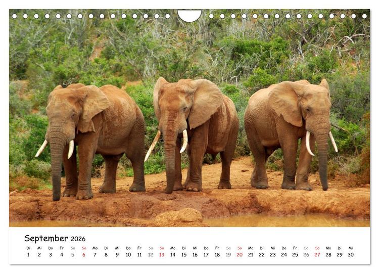 Produktbild: Afrikanische Elefanten in ADDO (Wandkalender 2026 DIN A4 quer), CALVENDO Monatskalender