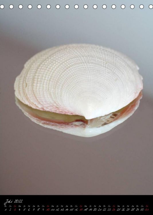 Produktbild: Muscheln und Schnecken (Tischkalender 2022 DIN A5 hoch)