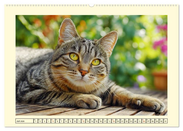 Produktbild: Geliebte Katzen. Unsere zauberhaften Hauskatzen im Garten (Wandkalender 2026 DIN A2 quer), CALVENDO Monatskalender