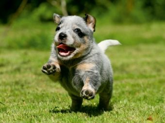 Produktbild: CALVENDO Puzzle Ein Motiv aus dem Kalender Australian Cattle Dog Welpen | 1000 Teile Lege-Gr&ouml;&szlig;e 64x48cm Foto-Puzzle f&uuml;r gl&uuml;ckliche Stunden