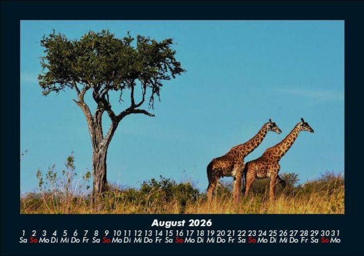 Produktbild: Tiere in der Wildnis 2026 Fotokalender DIN A5