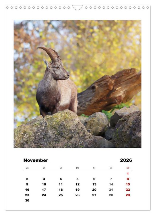 Produktbild: Alpen-Steinb&ouml;cke, imposante Horntr&auml;ger (Wandkalender 2026 DIN A3 hoch), CALVENDO Monatskalender
