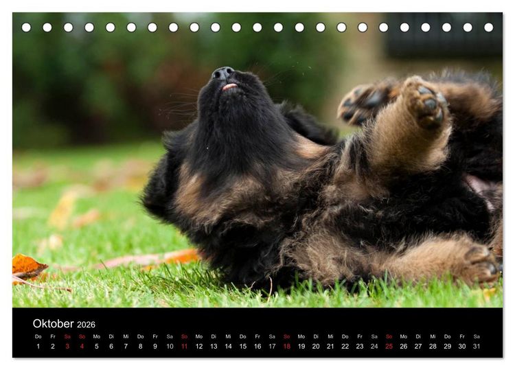 Produktbild: Deutscher Sch&auml;ferhund - Welpen (Tischkalender 2026 DIN A5 quer), CALVENDO Monatskalender