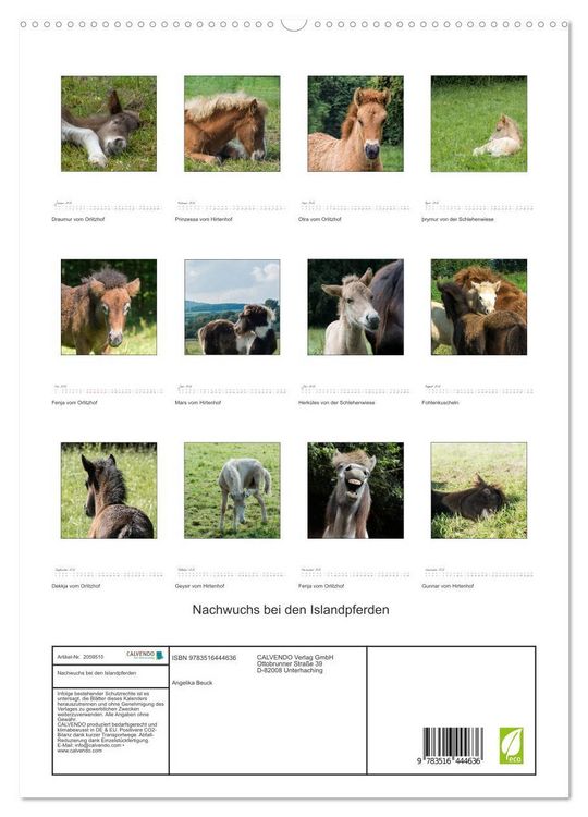 Produktbild: Nachwuchs bei den Islandpferden (hochwertiger Premium Wandkalender 2026 DIN A2 hoch), Kunstdruck in Hochglanz