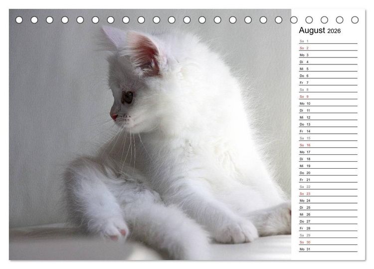 Produktbild: Aus der Kinderstube der Perserkatze (Tischkalender 2026 DIN A5 quer), CALVENDO Monatskalender