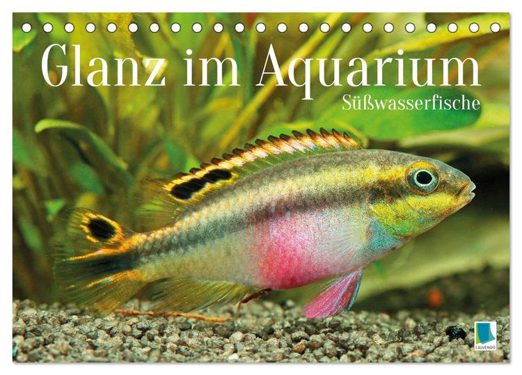 Produktbild: Glanz im Aquarium: S&uuml;&szlig;wasserfische (Tischkalender 2026 DIN A5 quer), CALVENDO Monatskalender