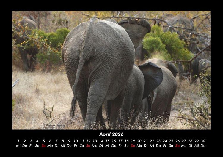Produktbild: Der Elefantenkalender 2026 Fotokalender DIN A3