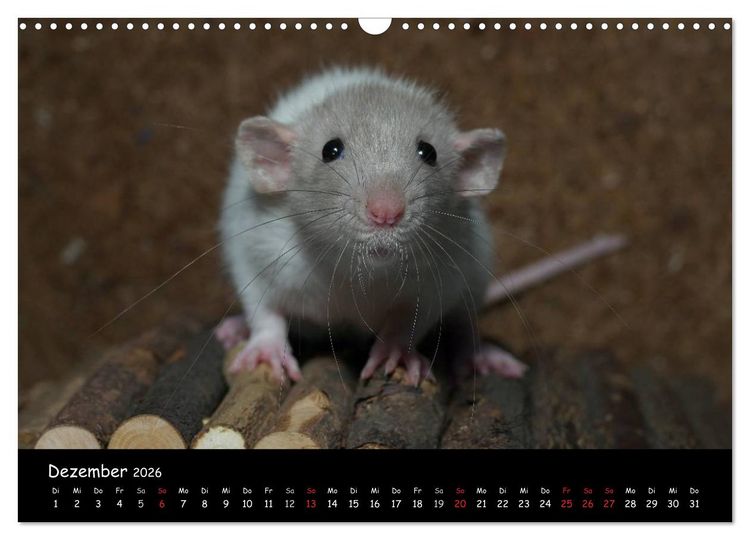 Produktbild: Fellnasen. Die bunte Welt der Farbratten. (Wandkalender 2026 DIN A3 quer), CALVENDO Monatskalender