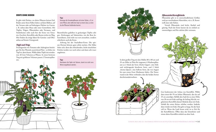 Produktbild: Das ph&auml;nomenale Erntebeet