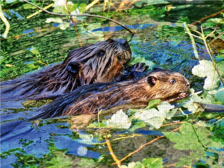 Produktbild: CALVENDO Puzzle Biber mit Jungtier 1000 Teile Lege-Gr&ouml;&szlig;e 64 x 48 cm Foto-Puzzle Bild von Kattobello