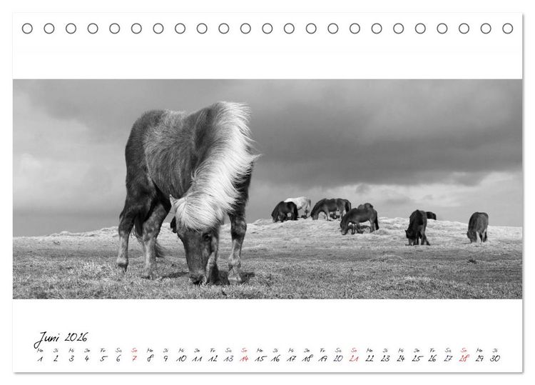 Produktbild: Islandpferde von Brimilsvellir (Tischkalender 2026 DIN A5 quer), CALVENDO Monatskalender