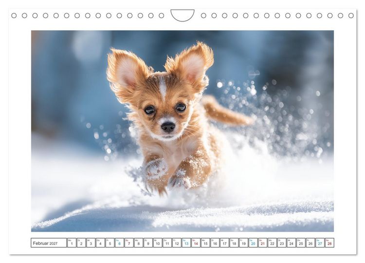 Produktbild: Chihuahua Gl&uuml;cksmomente (Wandkalender 2027 DIN A4 quer), CALVENDO Monatskalender